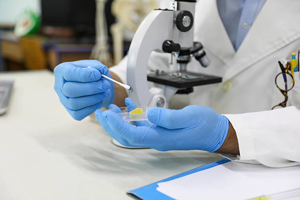 Senior Scientist Wearing Gloves and Lab Coat Testing Food Sample for Genetically Modified Organisms (GMO) in Petri Dish Using Cotton Swab