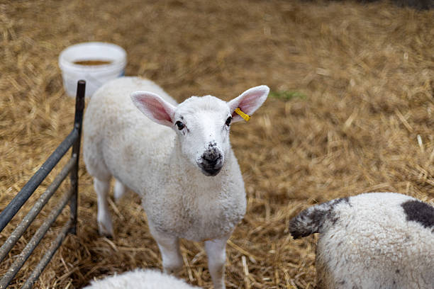 A selective focus point of cute lamb in a pen on a city farm in Byker in Newcastle upon Tyne. The farm is a community-based charity offering a placement programme for adults with learning disabilities, difficulties and ASD (autistic spectrum disorder and a chance for visitors to meet the animals.\n\nVideos available for this scenario