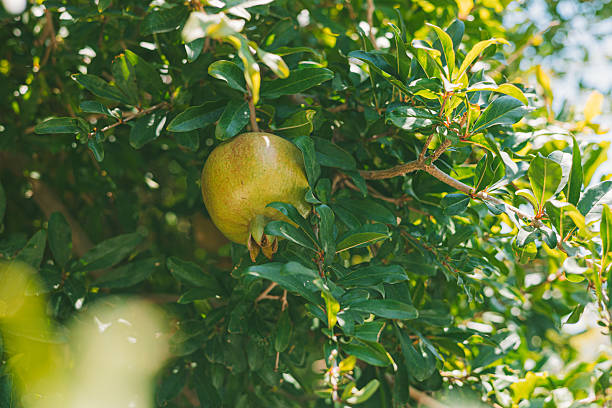 istock A pomegranate fruit hangs from a lush green tree. The fruit is yellowish-green, surrounded by vibrant leaves, symbolizing local and organic agriculture. 2228800958