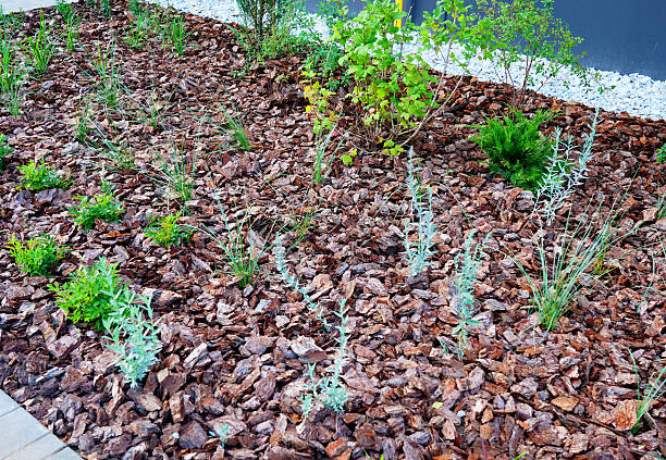 istock Mulching Landscape Design for yard. Backyard landscaping. Wood chip 2228801264