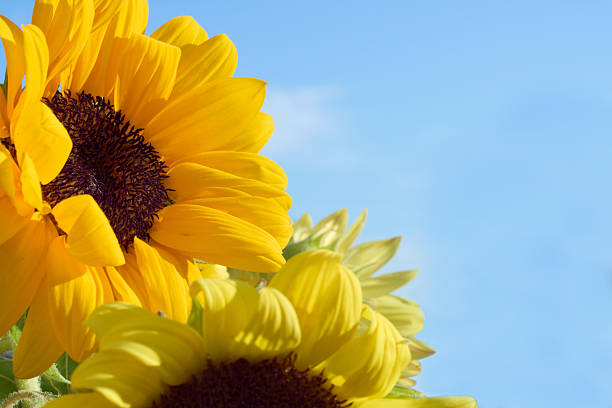 Sunflower in field close-up Summer nature Village mood Colors yellow blue Agricultural harvest sunflowers against sky white clouds Sun lightsWarm light Helianthus annuus Copy space