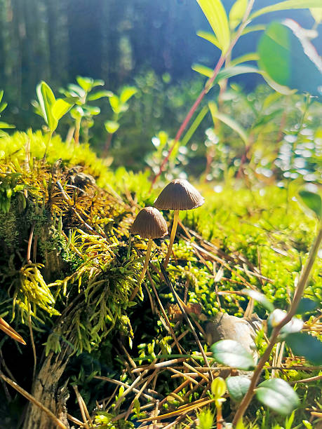 Small brown mushrooms emerge from vibrant green moss in a sunlit forest setting. The scene captures the tranquil essence of nature's quiet growth amidst lush greenery and natural light.