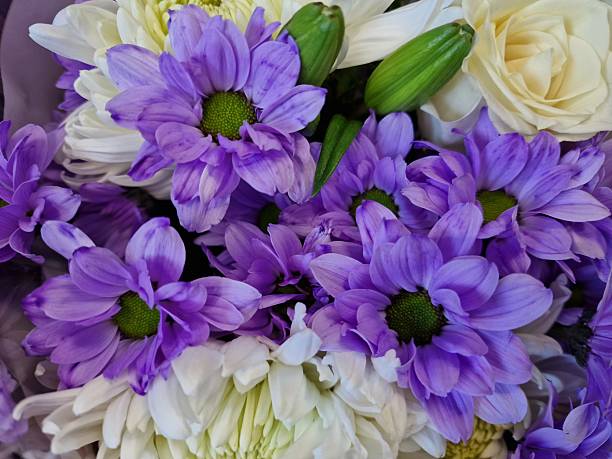 A photograph showing purple daisy-like flowers, white chrysanthemum and roses