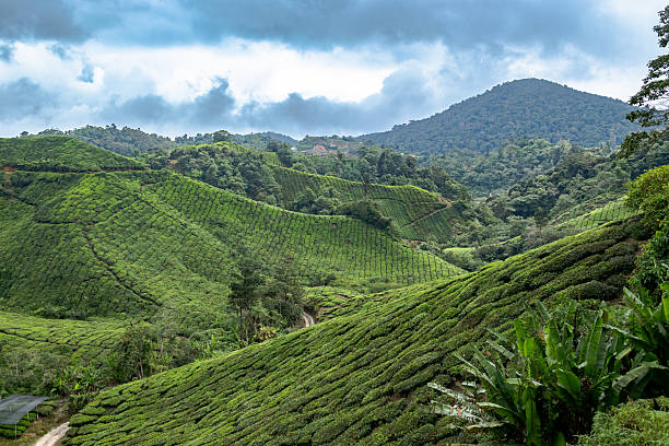 istock Cameron Highlands Tea Plantation 2228807531