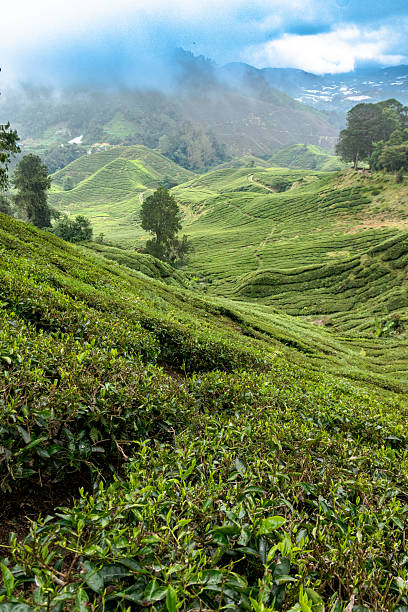 istock Cameron Highlands Tea Plantation 2228807595