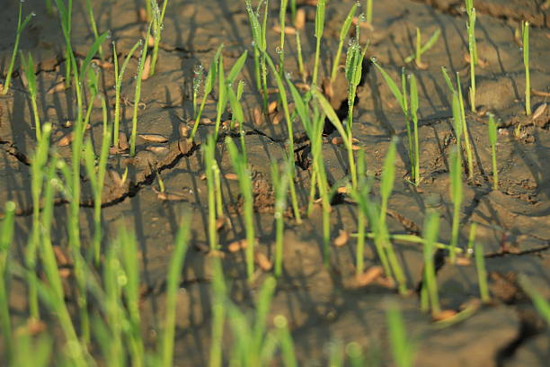 Global warming concept, Dry crack at rice field , Field drying out due to global warming.