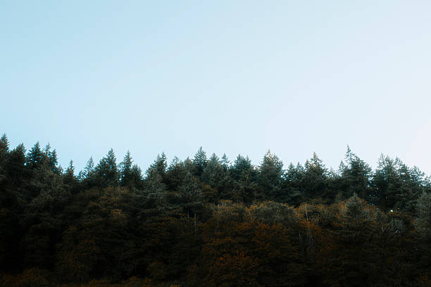 istock Evergreen Pine Trees and Nature 2228810106
