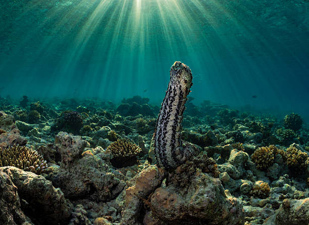 istock Graeffe's sea cucumber (Pearsonothuria graeffei) spawning on a reef, Maldives 2228810477