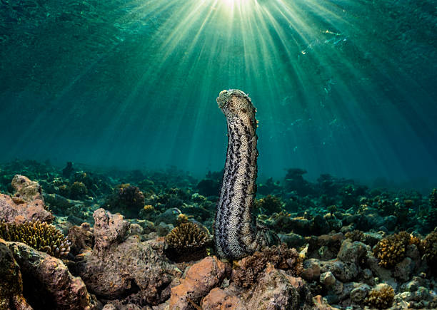 istock Graeffe's sea cucumber (Pearsonothuria graeffei) spawning on a reef, Maldives 2228810481