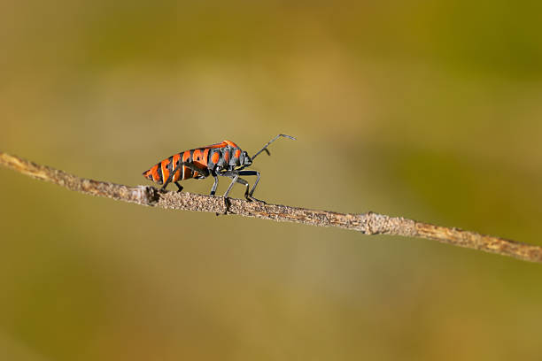 istock Spilostethus pandurus bug in side view on a horizontal branch - El Hierro 2228812144