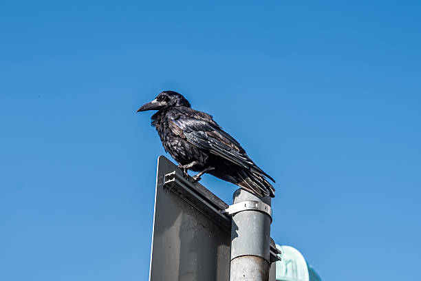 istock A solitary black bird was perched on top of a traffic light pole 2228812502