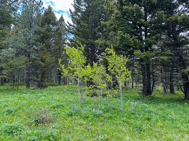 A lush green mountain meadow with a young aspen tree surrounded by tall evergreens. Wildflowers and grasses add seasonal color to this peaceful spring forest landscape