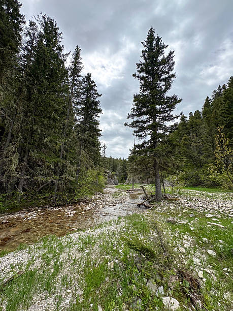 istock Mountain Stream Winding Through Forest on a Cloudy Day 2228813455
