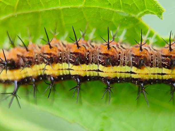 istock Close up of castor butterfly caterpillar 2228814371