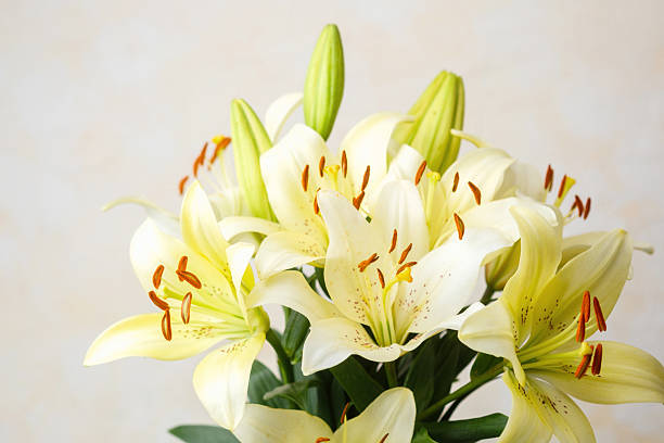 istock Yellow lily bouquet  with soft light 2228816446