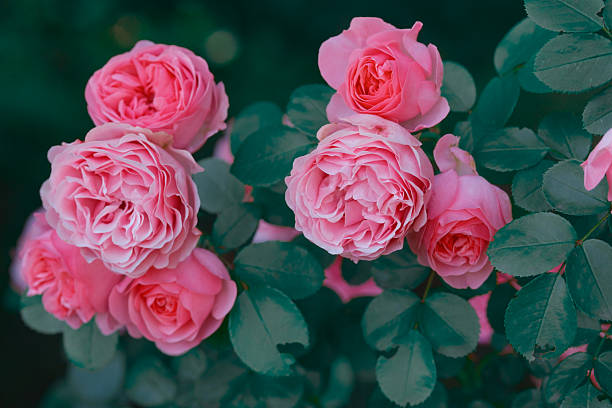 istock Pink roses blooming in a garden under soft sunlight during spring season 2228817037