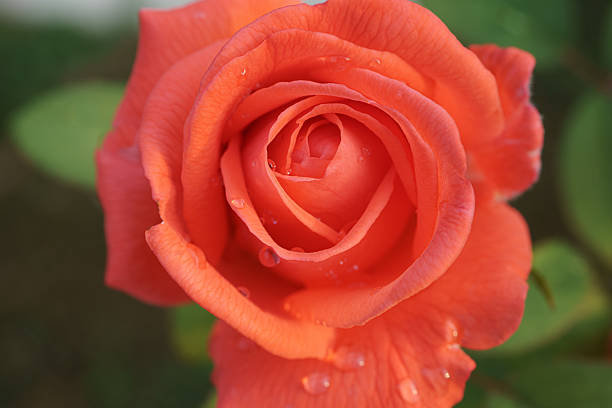 Close-up of orange rose (Rosa) with water droplets on petals.