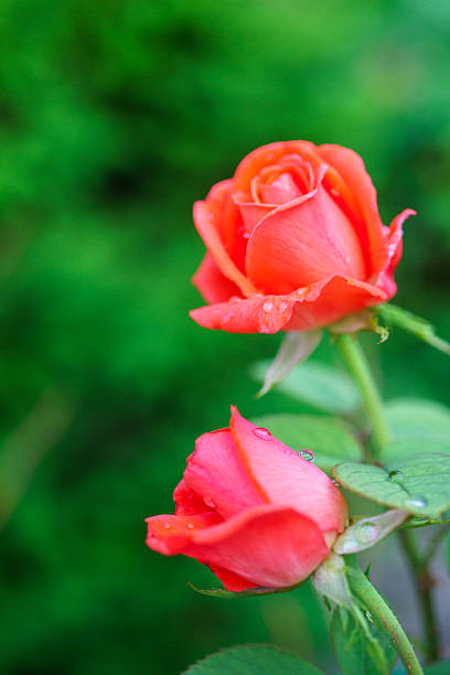 Two orange roses (Rosa) with water droplets against green background.