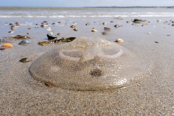 istock dead common jellyfish (Aurelia aurita)) stranded on the beach 2228819121