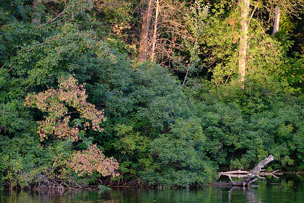 istock beautiful pond in the park 2228819279