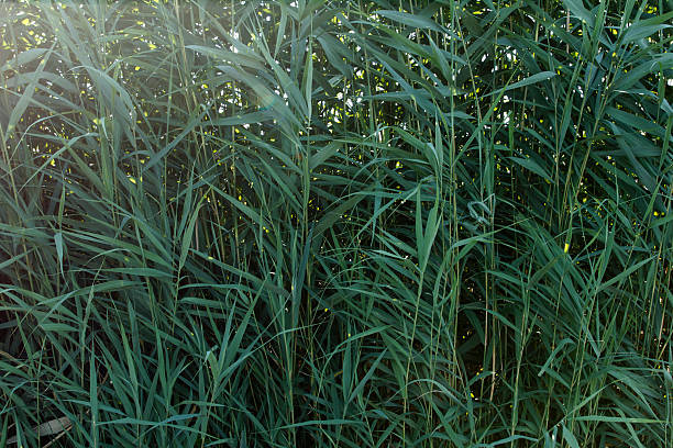Close-up of green leaves arranged in horizontal layers forming a natural textured background. Abstract botanical composition symbolizing freshness and organic nature.