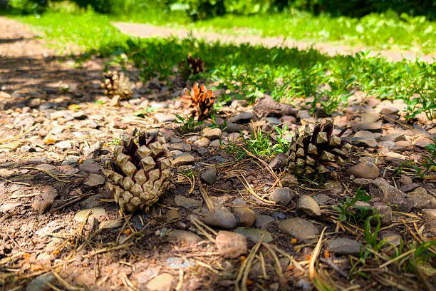 Pinecones are scattered among small stones and grass along a path in a forest. Sunlight filters through trees, illuminating the natural landscape on a clear day.