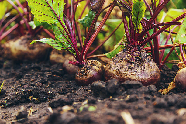 Beet harvest in the garden. Selective focus. Food.