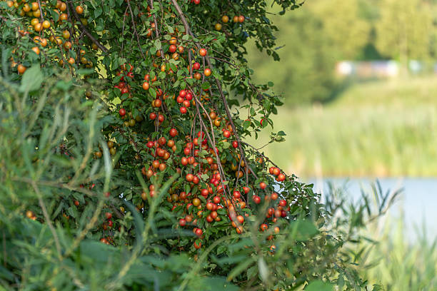 istock Ripe, reddish-yellow cherry plums hang densely on the branches of a wild tree. 2228819649