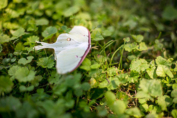 A large North American Luna Moth (Actias luna) resting on the ground