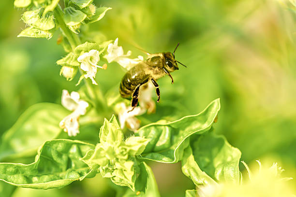 Honeybee on Basil Flower - Apis mellifera\nA detailed macro photo of a honeybee (Apis mellifera) collecting nectar on a blossoming basil flower.\nCaptures the beauty and importance of pollinators in nature.