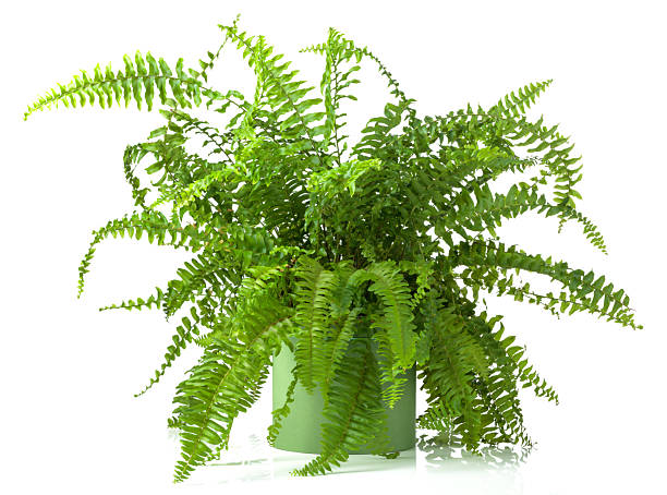istock Lush green fern isolated on a white background. 2228821494