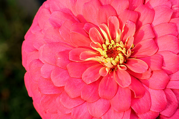 Close-up of pink zinnia (Zinnia elegans) flower in full bloom.