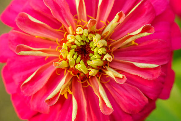 Close-up of pink zinnia (Zinnia elegans) flower in full bloom.