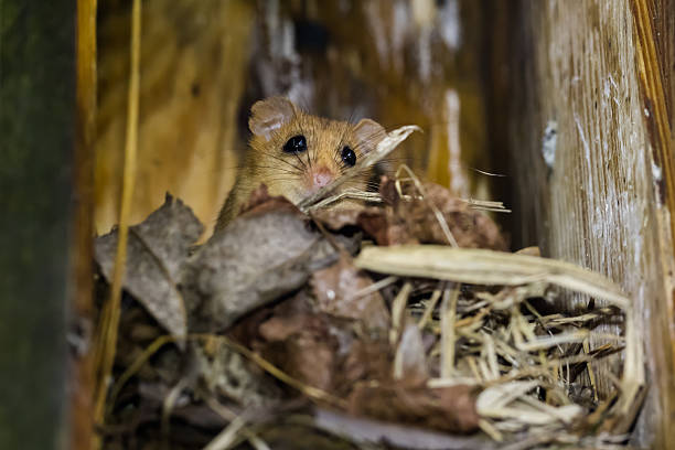 hazel dormouse (muscardinus avellanarius) - haselmaus stock-fotos und bilder