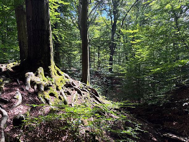 istock Woodland, Heide, Dresden, Germany, Europe 2228824994