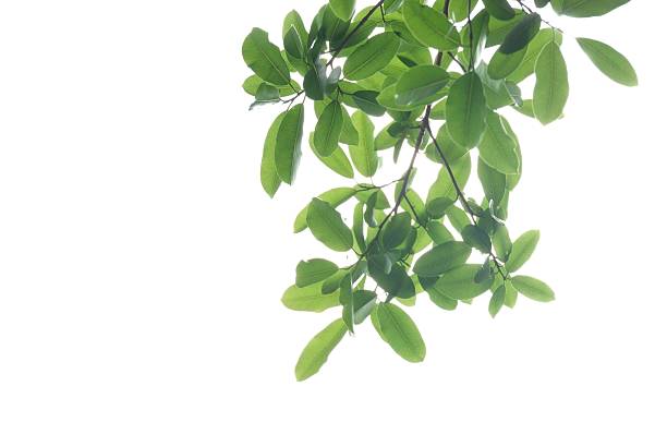 istock Tropical tree leaves with branches on white isolated background for green foliage backdrop 2228827328