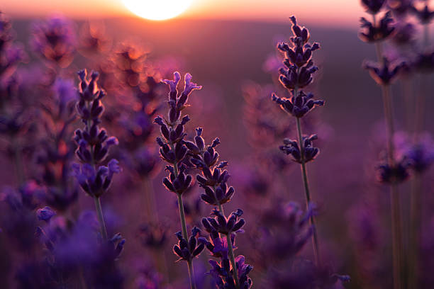 istock Lavender Sunset Field: Plants bloom during golden hour for aromatherapy essence under soft light. 2228827710
