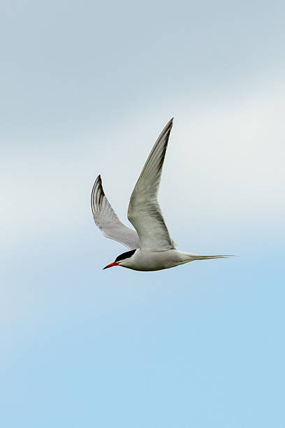 istock Common Tern (Sterna hirundo) in flight over Bull Island, Dublin  often found along coastal regions 2228829760