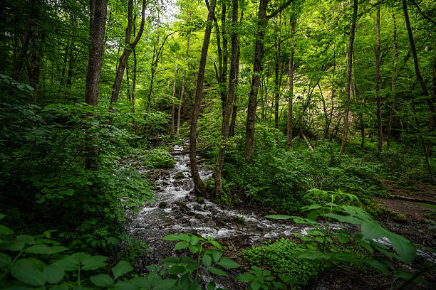 S-curve in the wild and scenic Bantam River in Washington, Connecticut -- in June, the greenest time of the year