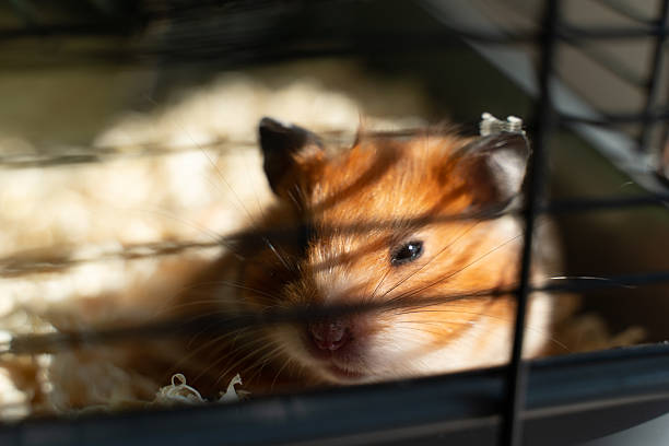istock Hamster Cage Pet: Golden hamster rests on bedding inside cage, kept as pet, for companionship. 2228830543