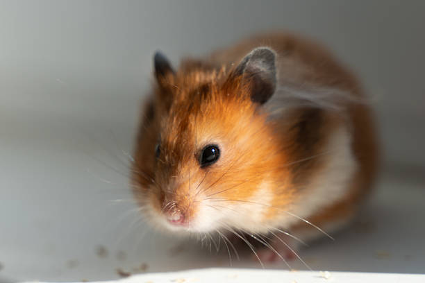 Yes? You have called me? Highkey photo of a Djungarian dwarf hamster - 6 weeks old.