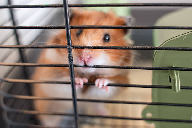 istock Hamster cage pet: Cute hamster peeks curiously from cage indoors in daytime for attention. 2228831310