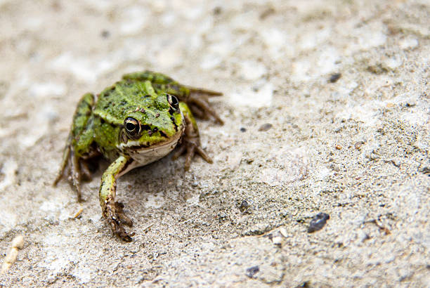 Little green frog in nature close-up.