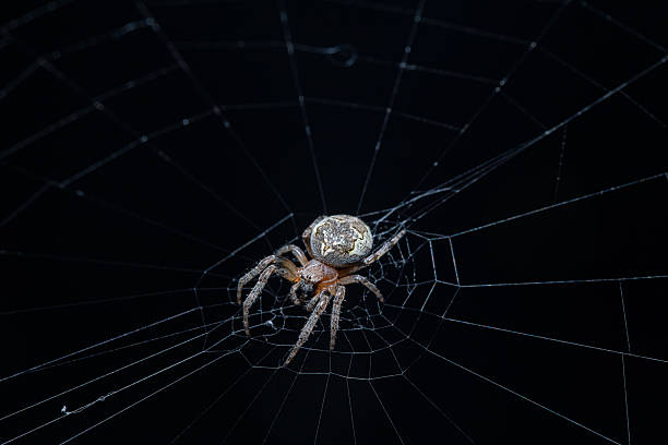 Detailed macro photograph showing a spider resting on its web, highlighted against a dark and mysterious background. Showcases the intricate design and beauty of nature’s creation.