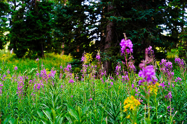 Liatris blazing star gayfeather wildflower up close.