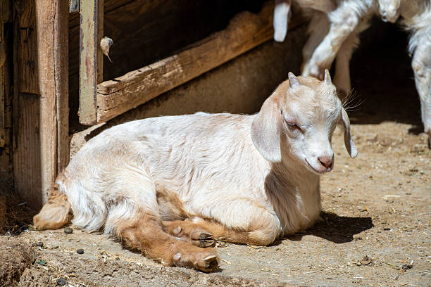 Young goat kid in farmyard. Cute and curious. Adorable baby goat. Fluffy baby goat portrait in natural light. Springtime farm scene.