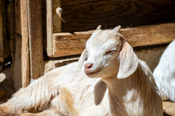 Young goat kid in farmyard. Cute and curious. Adorable baby goat. Fluffy baby goat portrait in natural light. Springtime farm scene.
