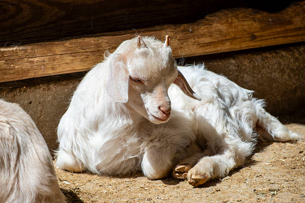 Young goat kid in farmyard. Cute and curious. Adorable baby goat. Fluffy baby goat portrait in natural light. Springtime farm scene.