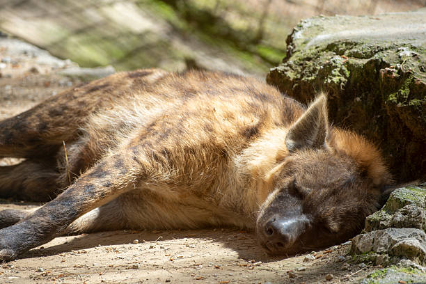 Spotted hyena resting in the wild. Sleeping hyena in natural habitat. Wild hyena sleeping peacefully. Resting hyena lying on the ground.