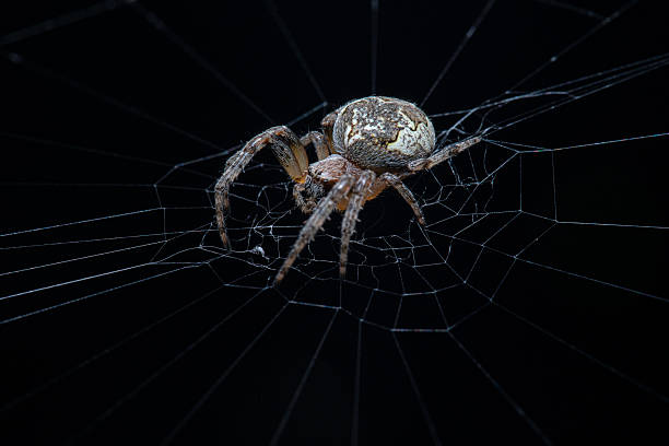 istock Close-Up of Spider on Intricate Web Against Black Background 2228834498